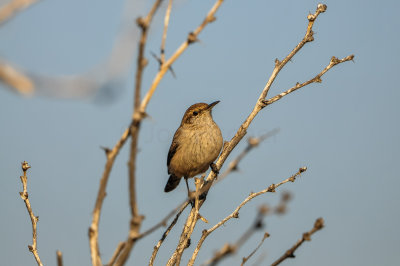 Big Bend NP 11-22-12 0671-0216.jpg