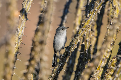 Big Bend NP 11-22-12 0675-0217.jpg