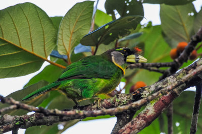 Fire Tufted Barbet