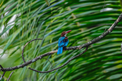 Lake Garden, KL 8-16-11 0016-0004.jpg