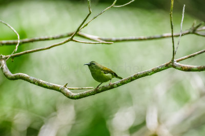 Fraser's Hill Malaysia 8-17-11 1865-0154.jpg