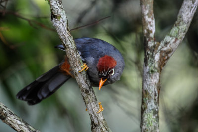 Fraser's Hill Malaysia 8-17-11 1735-0130.jpg