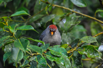 Fraser's Hill Malaysia 8-17-11 1746-0134.jpg