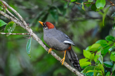 Fraser's Hill Malaysia 8-17-11 1749-0135.jpg