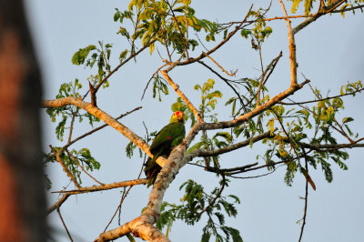 Chan Chich Belize 3-13-11 0027.JPG