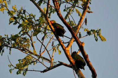 Chan Chich Belize 3-13-11 0031.JPG