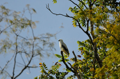 Chan Chich Belize 3-13-11 0095.JPG