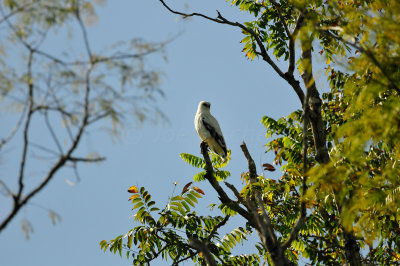 Chan Chich Belize 3-13-11 0103.JPG