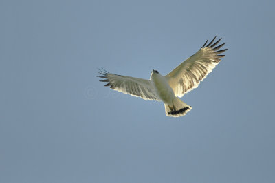 Chan Chich Belize 3-13-11 0109.JPG
