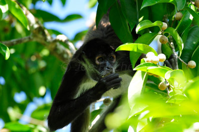Chan Chich Belize 3-13-11 0506.JPG
