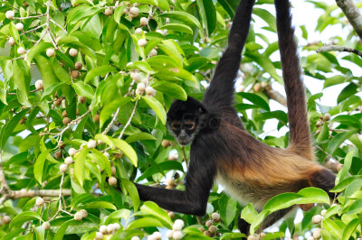 Chan Chich Belize 3-14-11 1329.JPG
