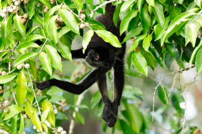 Chan Chich Belize 3-14-11 1336.JPG