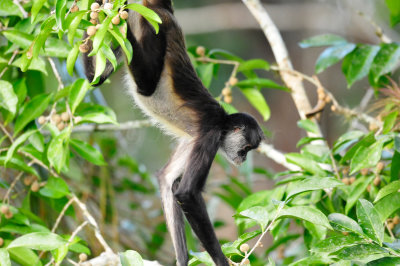 Chan Chich Belize 3-14-11 1343.JPG