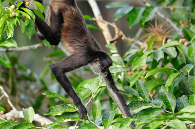 Chan Chich Belize 3-14-11 1347.JPG