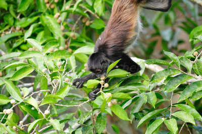 Chan Chich Belize 3-14-11 1360.JPG