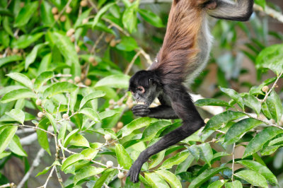 Chan Chich Belize 3-14-11 1364.JPG