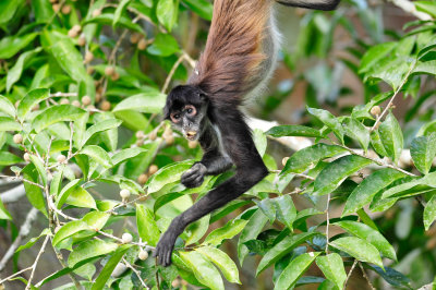Chan Chich Belize 3-14-11 1369.JPG