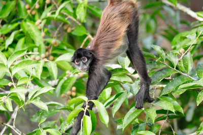 Chan Chich Belize 3-14-11 1377.JPG