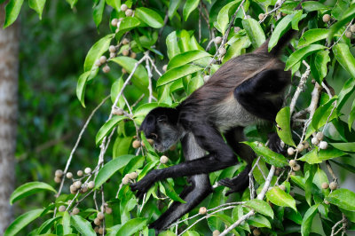 Chan Chich Belize 3-14-11 1425.JPG