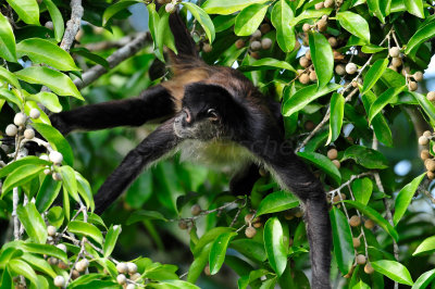 Chan Chich Belize 3-14-11 1430.JPG