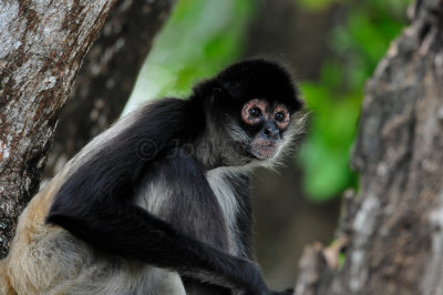 Chan Chich Belize 3-15-11 1539.JPG