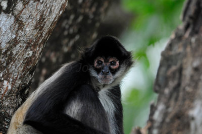 Chan Chich Belize 3-15-11 1543.JPG