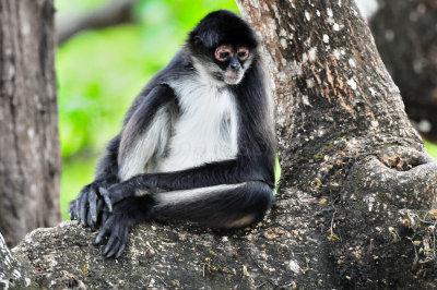 Chan Chich Belize 3-15-11 1557a.JPG