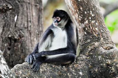 Spider Monkey