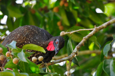Chan Chich Belize 3-13-11 0481.JPG
