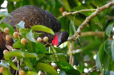Chan Chich Belize 3-13-11 0485.JPG