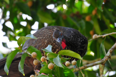 Chan Chich Belize 3-13-11 0487.JPG