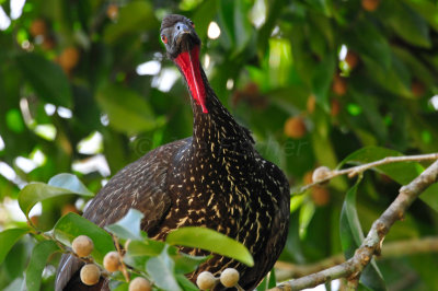 Chan Chich Belize 3-13-11 0490.JPG