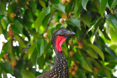 Chan Chich Belize 3-13-11 0492.JPG