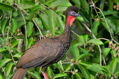 Chan Chich Belize 3-14-11 1401a.JPG