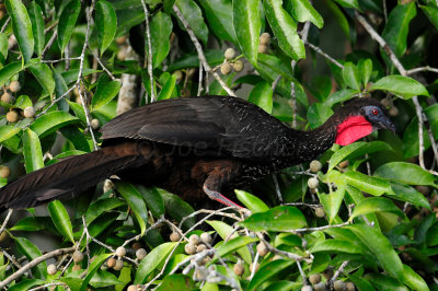 Chan Chich Belize 3-14-11 1419.JPG