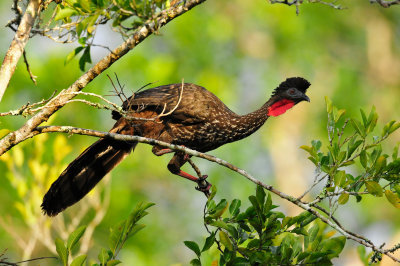 Chan Chich Belize 3-15-11 1875.JPG