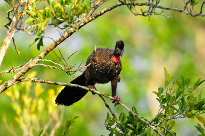 Chan Chich Belize 3-15-11 1878.JPG