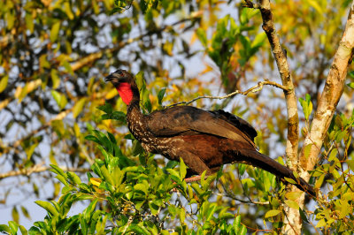 Chan Chich Belize 3-15-11 1902.JPG