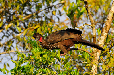 Chan Chich Belize 3-15-11 1906.JPG