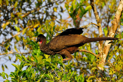 Chan Chich Belize 3-15-11 1911.JPG