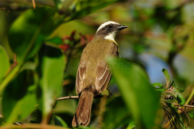 Chan Chich Belize 3-13-11 0545.JPG
