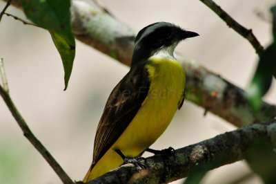 Chan Chich Belize 3-14-11 1154.JPG