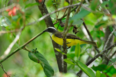 Chan Chich Belize 3-16-11 2059.JPG