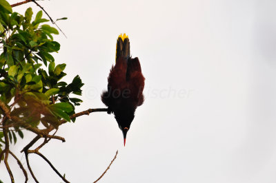 Chan Chich Belize 3-14-11 0866.JPG