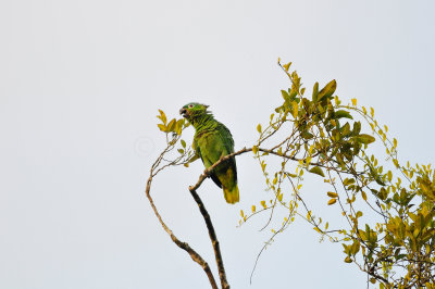Chan Chich Belize 3-14-11 0788.JPG