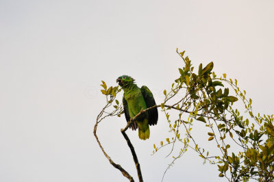 Chan Chich Belize 3-14-11 0794.JPG