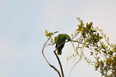 Chan Chich Belize 3-14-11 0800.JPG