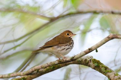 Chan Chich Belize 3-14-11 0804.JPG