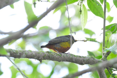 Chan Chich Belize 3-14-11 0815.JPG