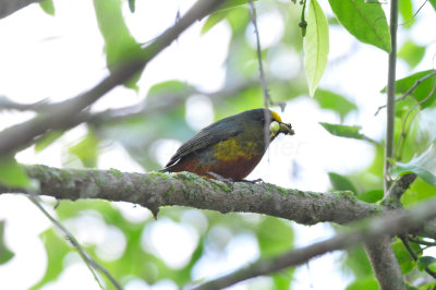 Chan Chich Belize 3-14-11 0818.JPG